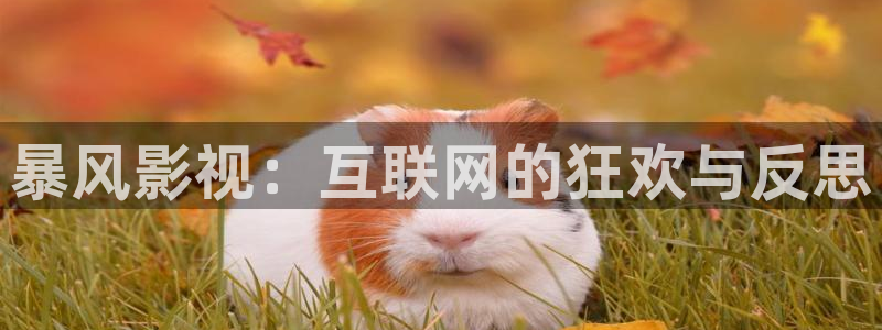 金桔 影视：暴风影视：互联网的狂欢与反思