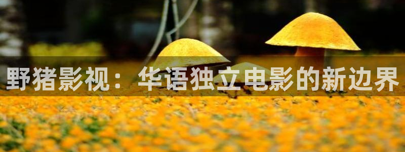 金桔电影：野猪影视：华语独立电影的新边界